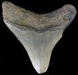 Bargain, Megalodon Tooth - North Carolina #67082-1